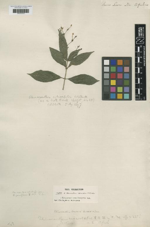 Rhinacanthus virens (Nees) Milne-Redh. - BM001209603