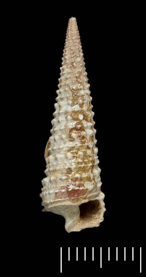 Potamides duplex J. Sowerby, 1822 - OR 43556(3)