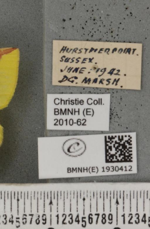 Opisthograptis luteolata (Linnaeus, 1758) - BMNHE_1930412_label_492368