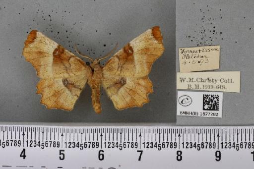 Selenia lunularia (Hübner, 1788) - BMNHE_1877282_448217