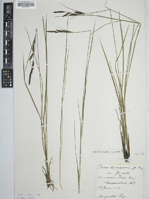 Carex acuta L. × C. aquatilis Wahlenb. - BM000954241   C