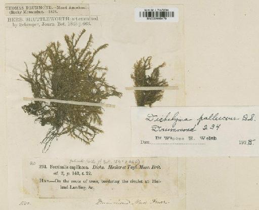Dichelyma pallescens Bruch, Schimp. & W.Gümbel - BM000986479