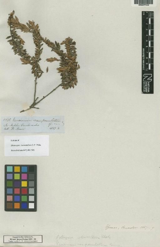 Disterigma codonanthum S.F.Blake - BM000777230