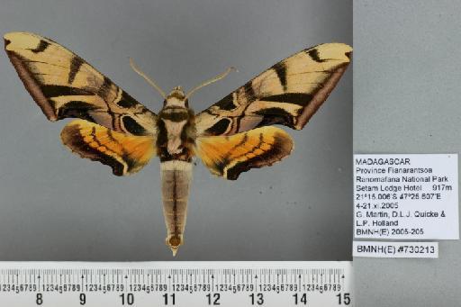 Batocnema coquerelii coquerelii (Boisduval, 1875) - Dorsal habitus, labels and scale bar