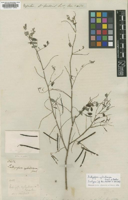 Indigofera cylindracea Graham ex Baker - BM000521607