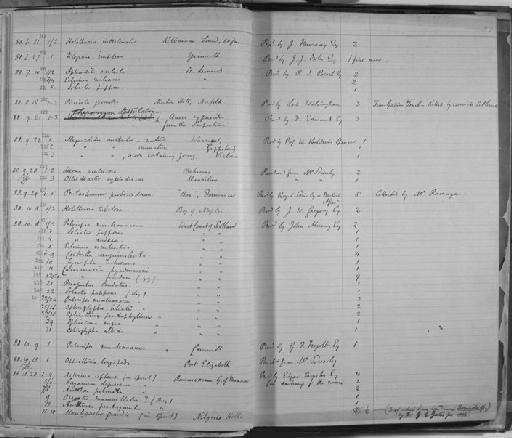 Psammechinus miliaris subterclass Echinacea (P.L.S. Muller, 1771) - Zoology Accessions Register: Annelida & Echinoderms: 1884 - 1923: page 27