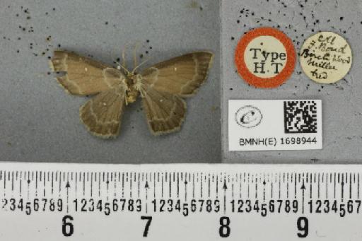 Cyclophora albipunctata ab. decoraria Newman, 1861 - BMNHE_1698944_274818