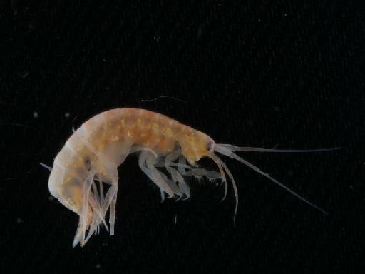 Maera othonis parvorder Hadziidira (H. Milne Edwards, 1830) - 014451491_03