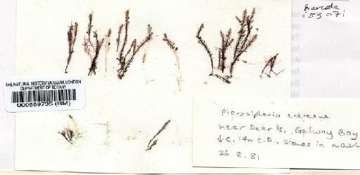 Pterosiphonia ardreana Maggs & Hommersand - BM000569735.jpg