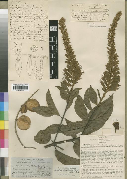 Combretum platypterum (Welw.) Hutch. & Dalziel - BM000902186