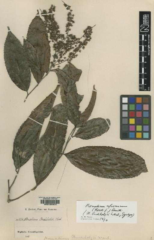 Homalium africanum (Hook.f.) Benth. - BM000624475