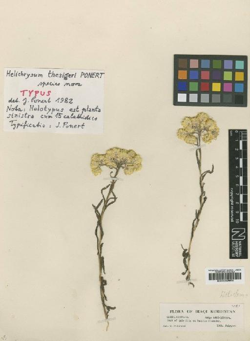 Helichrysum thesigeri Ponert - BM000945878