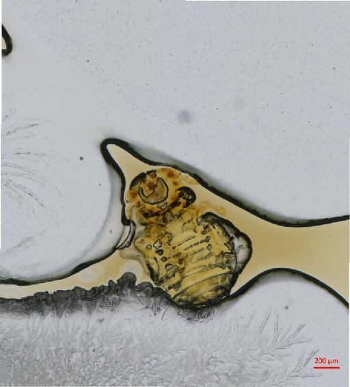 Felicola (Paradoxuroecus) laticeps Werneck, 1942 - 010696897__2017_08_16-Scene-1-ScanRegion0