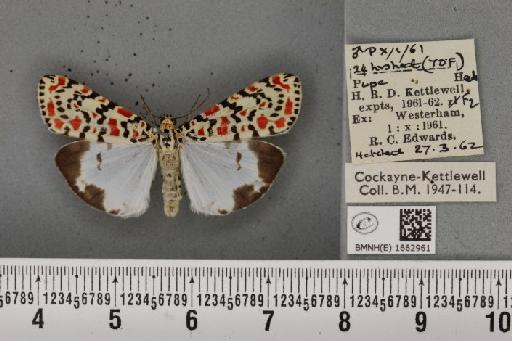 Utetheisa pulchella (Linnaeus, 1758) - BMNHE_1662961_283490