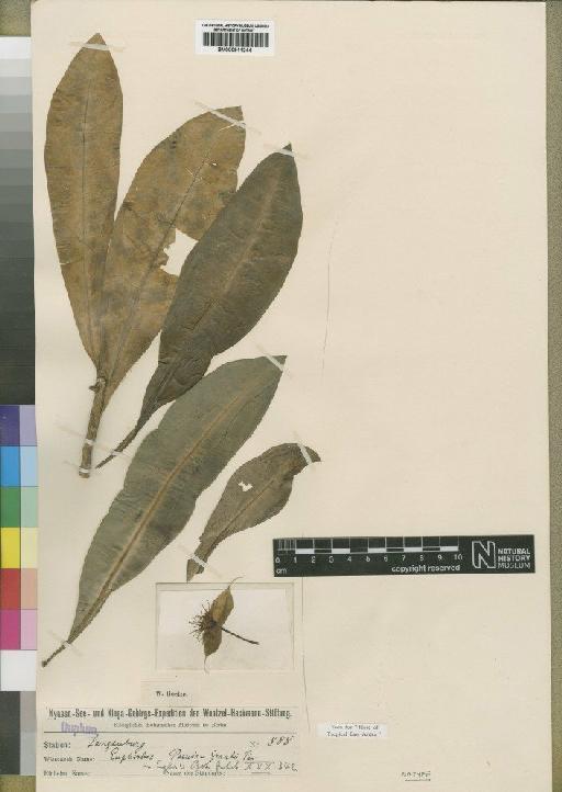 Euphorbia pseudograntii Pax - BM000911244