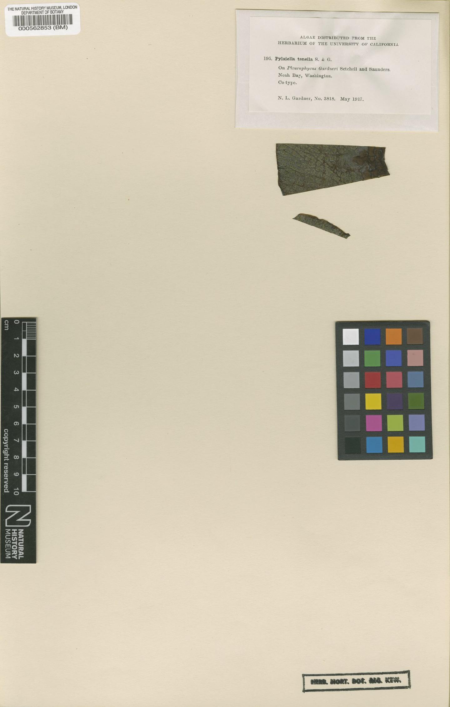 To NHMUK collection (Pylaiella tenella Setch. & N.L.Gardner; Isotype; NHMUK:ecatalogue:4722096)