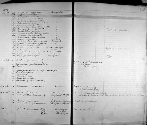 Creatophora cinerea carunculata - Zoology Accessions Register: Aves (Skins): 1854 -1873: page 409