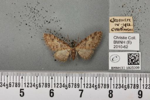 Eupithecia abbreviata Stephens, 1831 - BMNHE_1825309_397929