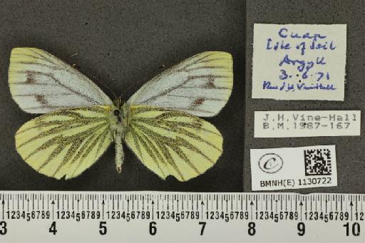 Pieris napi thomsoni Warren, 1968 - BMNHE_1130722_85943