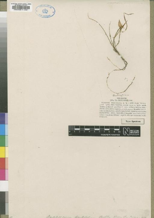 Angraecum teretifolium Ridl. - BM000539214
