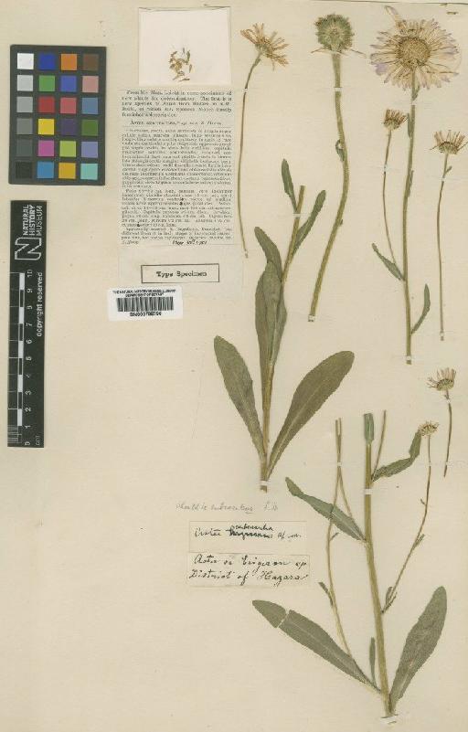 Aster subcaerulea Moore - BM000798796