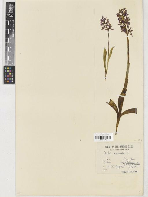 Orchis mascula (L.) L. - BM001110851