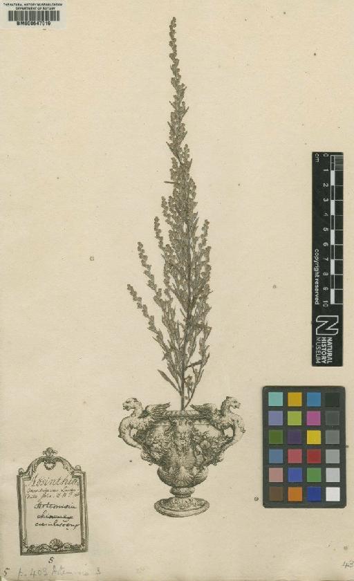 Artemisia caerulescens L. - BM000647019