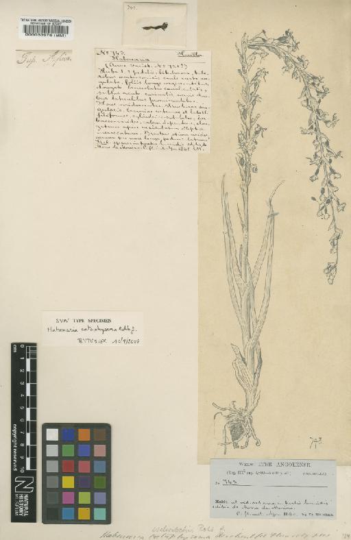 Habenaria cataphysema Rchb.f. - BM000033976