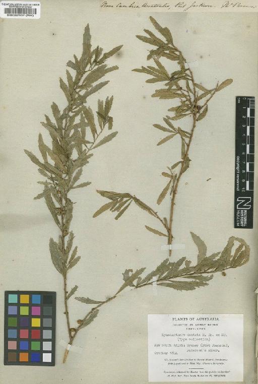 Hymenanthera dentata R.Br. ex DC. - BM000582952