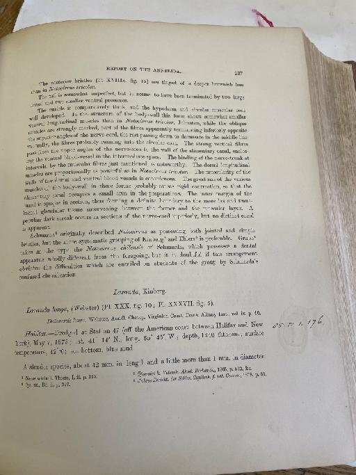 Nereis tongatabuensis McIntosh,  1885 - Challenger Polychaete Scans of Book 134