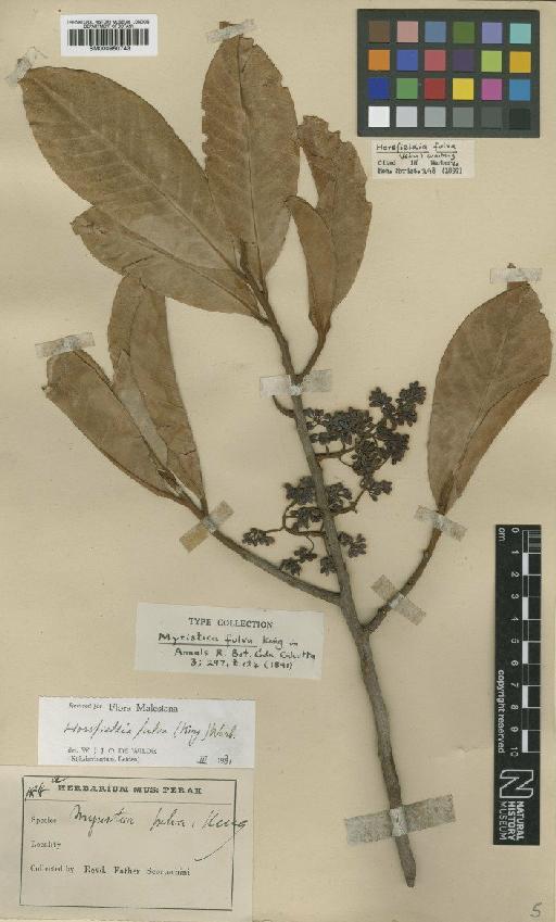 Horsfieldia fulva (King) Warb. - BM000950743