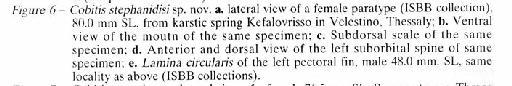 Cobitis stephanidisi Economidis, 1992 - Cobitis stephanidisi