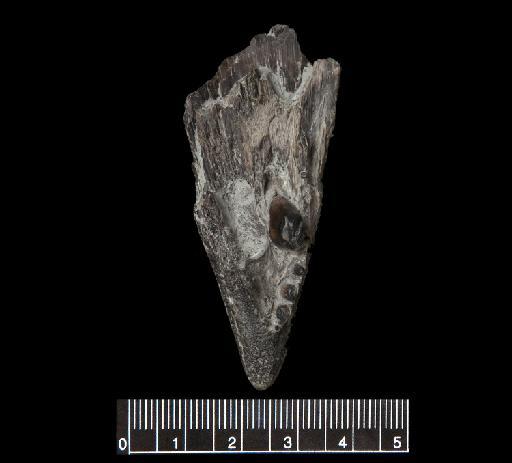 Hypsocormus tenuirostris Smith Woodward, 1889 - NHMUK PV P 6916 (3)