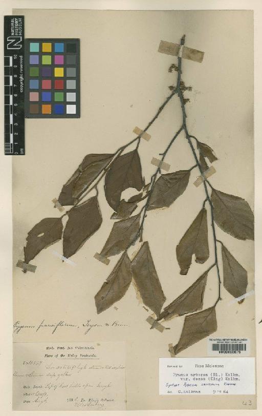 Prunus arborea var. densa (King) Kalkman - BM000622075