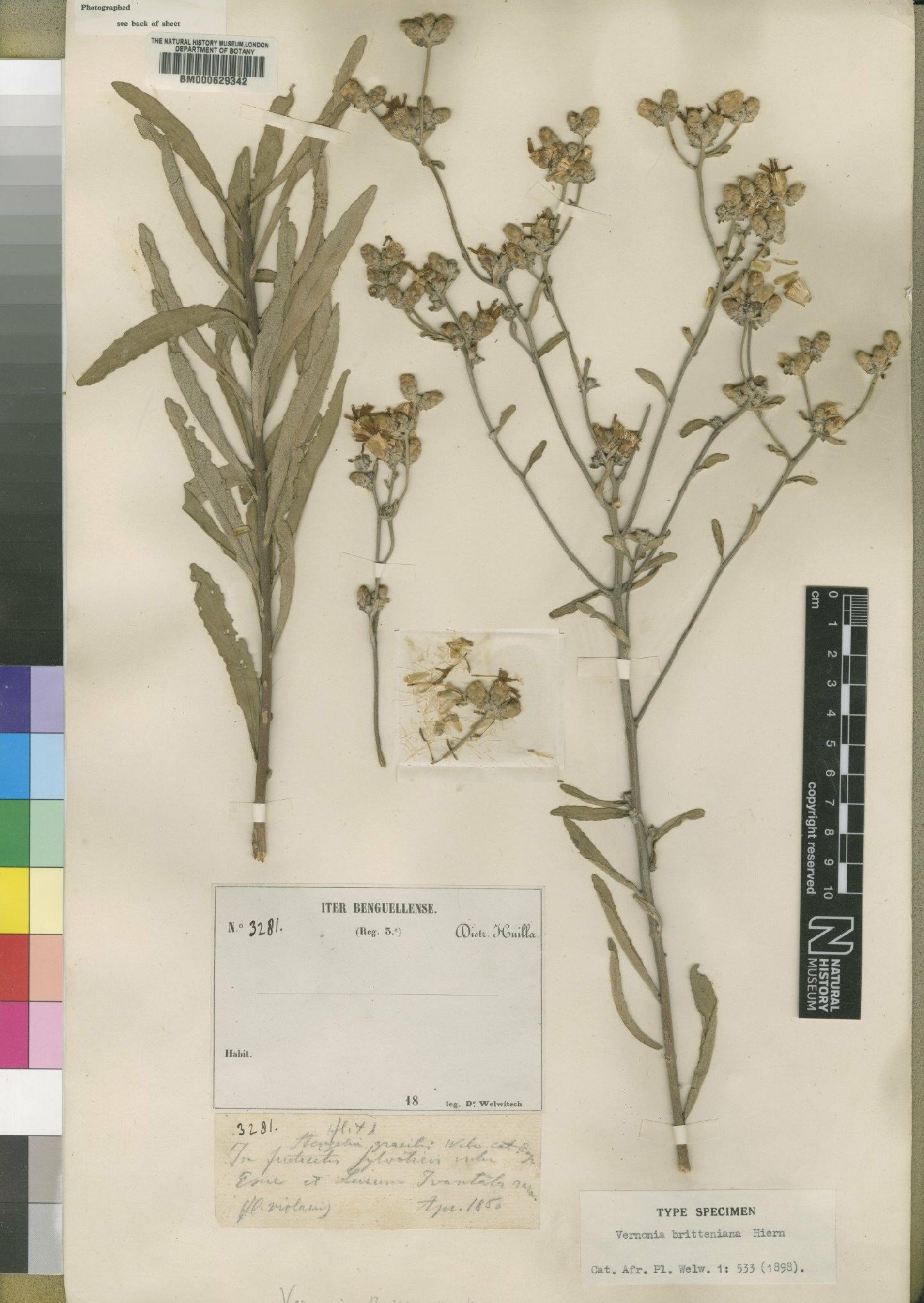 To NHMUK collection (Vernonia britteniana Hiern; Type; NHMUK:ecatalogue:4528576)