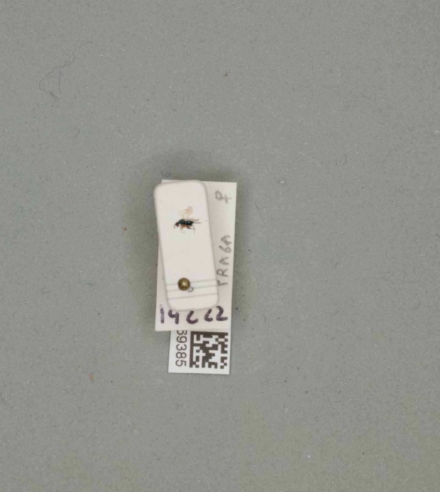 Torymus basalis