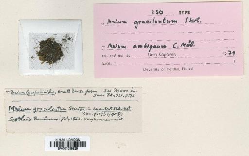 Mnium ambiguum H.Müll. - BM001086625
