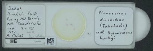 Planococcus dischidiae (Takahashi, 1951) - 010166510_117336_1101303