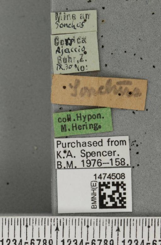 Ophiomyia pulicaria (Meigen, 1830) - BMNHE_1474508_label_47958