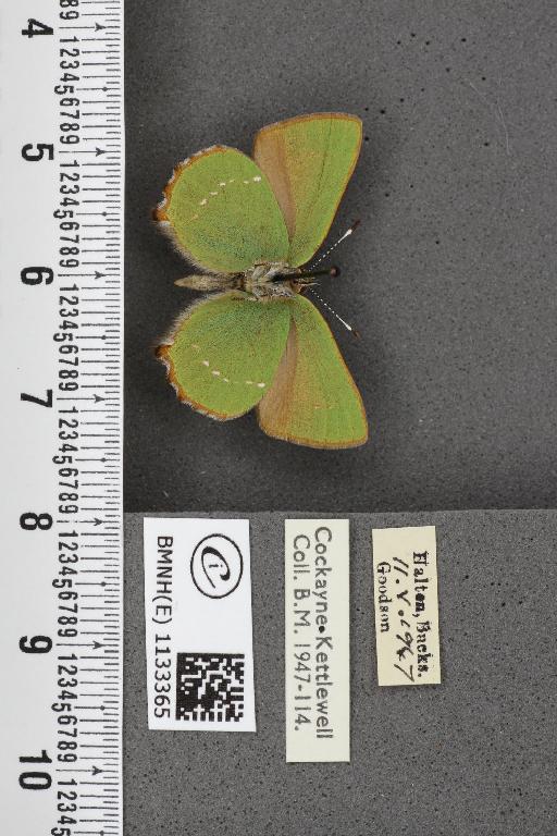 Callophrys rubi ab. inferopunctata Tutt, 1907 - BMNHE_1133365_97446