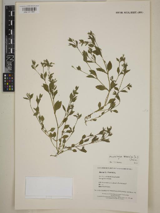 Moehringia trinervia (L.) Clairv. - BM013414841