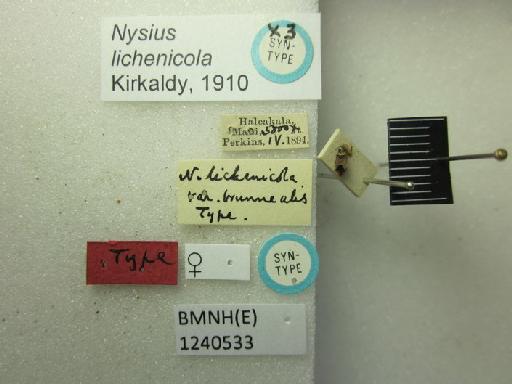 Nysius lichenicola Kirkaldy, 1910 - Nysius lichenicola-BMNH(E)1240533-Syntype female dorsal & labels