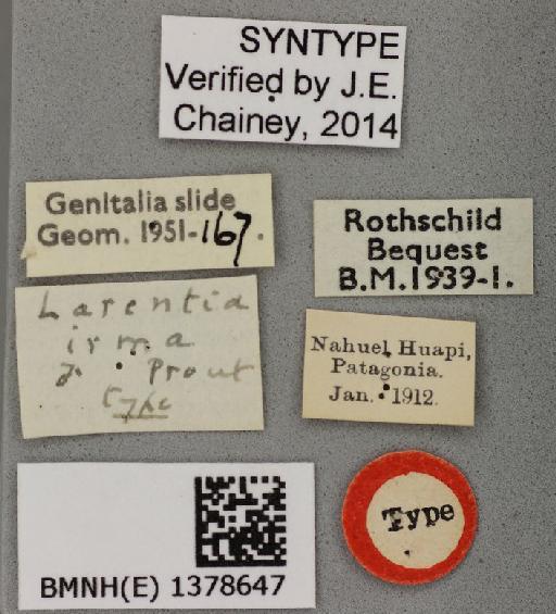 Larentia irma Prout, 1923 - Larentia irma Prout male syntype 1378647 labels