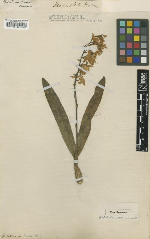 Prosthechea vitellina (Lindl.) W.E.Higgins - BM000023106