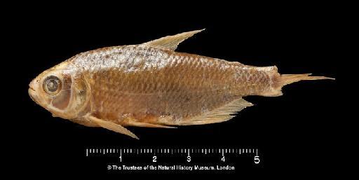 Tetragonopterus scabripinnis Jenyns, 1842 - BMNH 1917.7.14.15, HOLOTYPE, Tetragonopterus scabripinnis