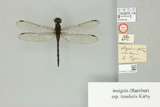 Agrionoptera insignis insularis Kirby, 1889 - 013322831_dorsal