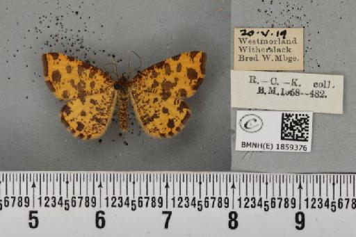 Pseudopanthera macularia ab. parvipunctaria Cockayne, 1950 - BMNHE_1859376_429732