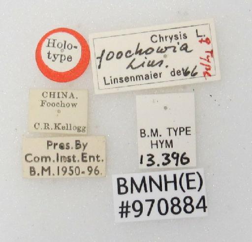 Chrysis foochowia Linsenmaier, 1968 - Chrysis_foochowia-BMNH(E)#970884_type-labels