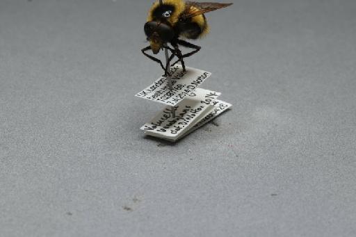 Volucella bombylans (Linnaeus, 1758) - 010265426_additional_3