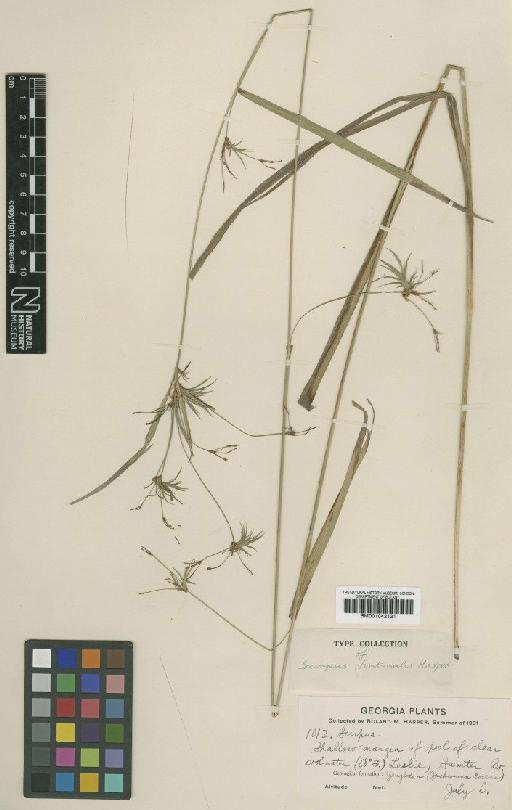 Scirpus fontinalis R.M.Harper - BM001042121